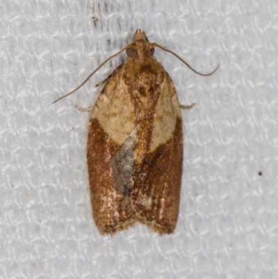 Epiphyas postvittana (Light Brown Apple Moth) at Melba, ACT - 6 Feb 2021 by Bron