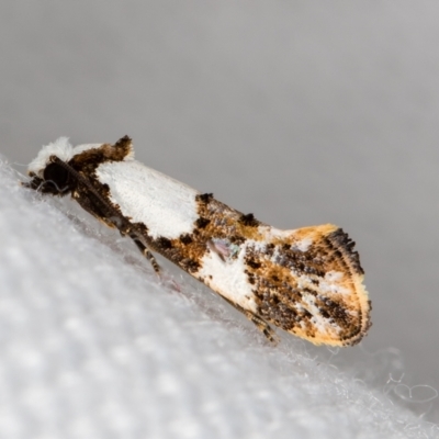 Monopis meliorella (Blotched Monopis Moth) at Melba, ACT - 6 Feb 2021 by Bron