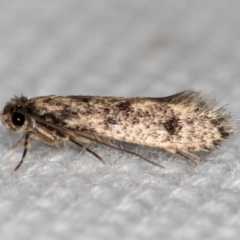 Niditinea fuscella (Brown-dotted Clothes Moth) at Melba, ACT - 6 Feb 2021 by Bron