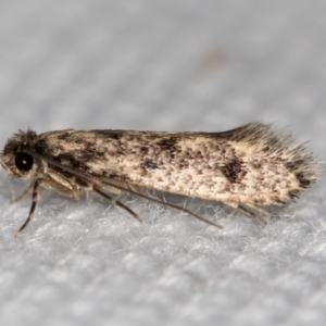 Niditinea fuscella at Melba, ACT - 6 Feb 2021 02:20 PM