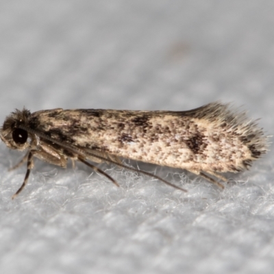 Niditinea fuscella (Brown-dotted Clothes Moth) at Melba, ACT - 6 Feb 2021 by Bron