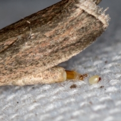 Faveria tritalis (Couchgrass Webworm) at Melba, ACT - 6 Feb 2021 by Bron