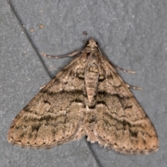 Lipogya eutheta (Grey Bark Moth) at Melba, ACT - 6 Feb 2021 by Bron