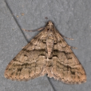 Lipogya eutheta at Melba, ACT - 6 Feb 2021 02:28 PM