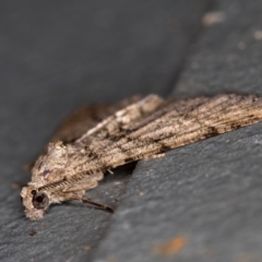 Lipogya eutheta at Melba, ACT - 6 Feb 2021 02:28 PM