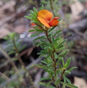 Pultenaea subspicata at Currawang, NSW - suppressed