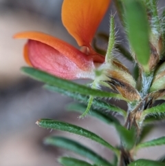 Pultenaea subspicata at Currawang, NSW - suppressed