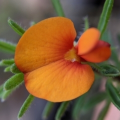 Pultenaea subspicata at Currawang, NSW - suppressed