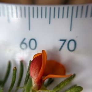 Pultenaea subspicata at Currawang, NSW - suppressed