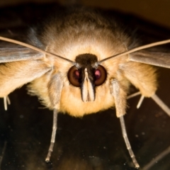 Dasypodia selenophora (Southern old lady moth) at Melba, ACT - 6 Feb 2021 by Bron