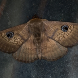 Dasypodia selenophora at Melba, ACT - 6 Feb 2021