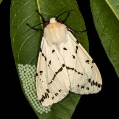 Ardices canescens (Dark-spotted Tiger Moth) at Melba, ACT - 5 Feb 2021 by Bron