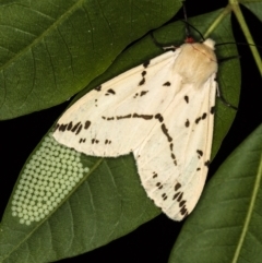 Ardices canescens at Melba, ACT - 6 Feb 2021 10:24 AM