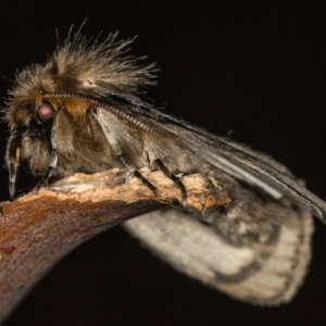 Leptocneria reducta at Melba, ACT - 6 Feb 2021