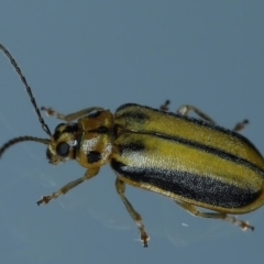 Xanthogaleruca luteola (Elm leaf beetle) at Ainslie, ACT - 6 Feb 2021 by jb2602