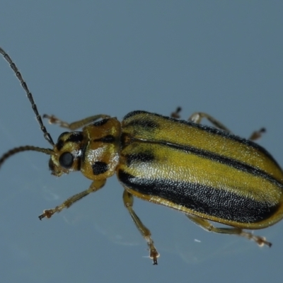 Xanthogaleruca luteola (Elm leaf beetle) at Ainslie, ACT - 6 Feb 2021 by jbromilow50