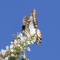 Graphium eurypylus (Pale Triangle) at Hughes, ACT - 7 Feb 2021 by JackyF