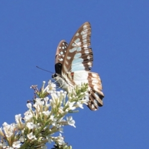 Graphium eurypylus at Hughes, ACT - 7 Feb 2021