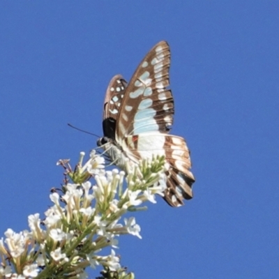 Graphium eurypylus (Pale Triangle) at Hughes, ACT - 7 Feb 2021 by JackyF