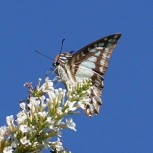 Graphium eurypylus at Hughes, ACT - 7 Feb 2021