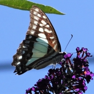 Graphium eurypylus at Hughes, ACT - 7 Feb 2021