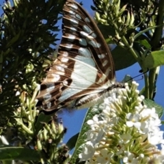 Graphium eurypylus at Hughes, ACT - 7 Feb 2021