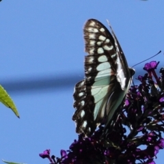 Graphium eurypylus at Hughes, ACT - 7 Feb 2021