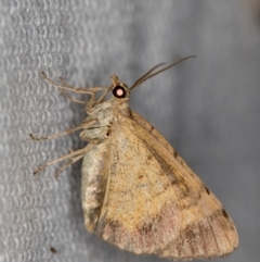 Larentiinae (subfamily) (A geometer moth) at Melba, ACT - 6 Feb 2021 by Bron