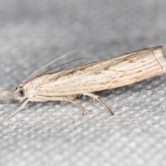 Culladia cuneiferellus (Crambinae moth) at Melba, ACT - 6 Feb 2021 by Bron