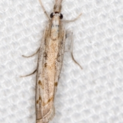 Culladia cuneiferellus at Melba, ACT - 6 Feb 2021