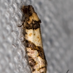 Clarana clarana (A Tortricid moth) at Melba, ACT - 6 Feb 2021 by Bron