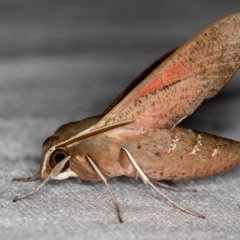 Hippotion scrofa (Coprosma Hawk Moth) at Melba, ACT - 6 Feb 2021 by Bron