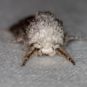 Cryptophasa irrorata at Melba, ACT - 5 Feb 2021