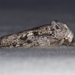 Cryptophasa irrorata at Melba, ACT - 5 Feb 2021