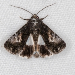 Aedia leucomelas acronyctoides (Eastern Alchymist, Sweet Potato Leaf Worm or Sorcerer) at Melba, ACT - 5 Feb 2021 by Bron