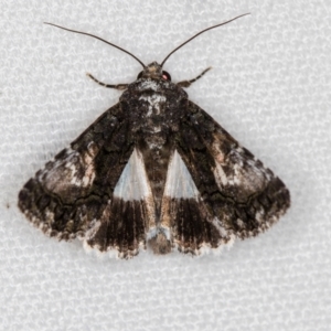 Aedia leucomelas acronyctoides at Melba, ACT - 5 Feb 2021