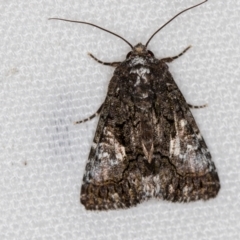 Aedia leucomelas acronyctoides at Melba, ACT - 5 Feb 2021 09:11 AM