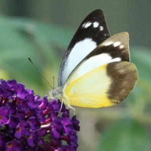 Appias paulina at Hughes, ACT - 7 Feb 2021 02:45 PM