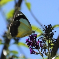 Appias paulina at Hughes, ACT - 7 Feb 2021 02:45 PM