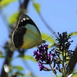 Appias paulina at Hughes, ACT - 7 Feb 2021 02:45 PM