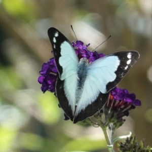 Appias paulina at Hughes, ACT - 7 Feb 2021 02:45 PM