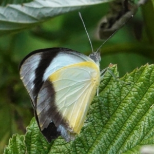 Appias paulina at Hughes, ACT - 7 Feb 2021 04:35 PM