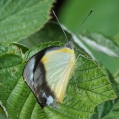 Appias paulina at Hughes, ACT - 7 Feb 2021 04:35 PM