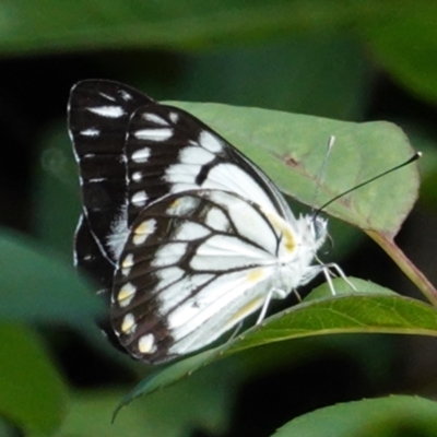 Belenois java (Caper White) at Hughes, ACT - 7 Feb 2021 by JackyF