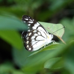 Belenois java at Hughes, ACT - 7 Feb 2021 04:34 PM