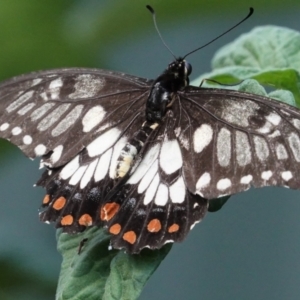 Papilio anactus at Hughes, ACT - 7 Feb 2021