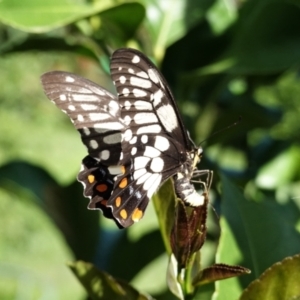 Papilio anactus at Hughes, ACT - 7 Feb 2021