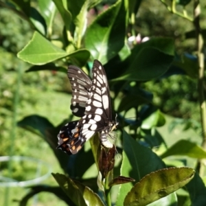 Papilio anactus at Hughes, ACT - 7 Feb 2021