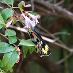 Delias harpalyce (Imperial Jezebel) at Hughes, ACT - 7 Feb 2021 by JackyF