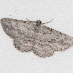 Didymoctenia exsuperata (Thick-lined Bark Moth) at Melba, ACT - 4 Feb 2021 by Bron